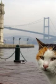 Воспоминания о Стамбуле